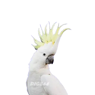 🦜 DIG45 cockatoo, parrot, bird, animal, white, crest, yellow telegram sticker