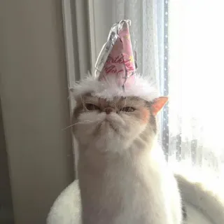 😾 Birthday Girl gato, cumpleaños, fiesta, sombrero, animal telegram sticker