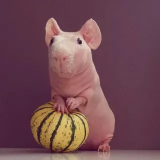 😙 porcellino d'India, senza pelo, skinny pig, melone, animale domestico, animale whatsapp sticker