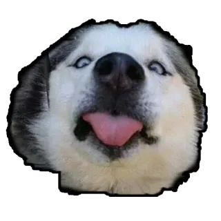 Hayden's Hoosk Memes telegram stickers