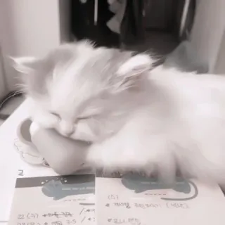 🎀 猫, 小猫, 睡觉, 可爱, 动物, 宠物 telegram sticker