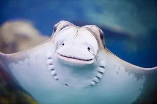 smiling rays telegram stickers