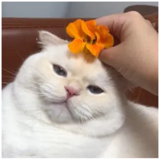 🌹 gatto, fiore, gatto bianco, animale, animale domestico whatsapp sticker