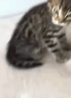 🤨 gatinho, malhado, gato, fofo, animal de estimação, animal, doméstico telegram sticker