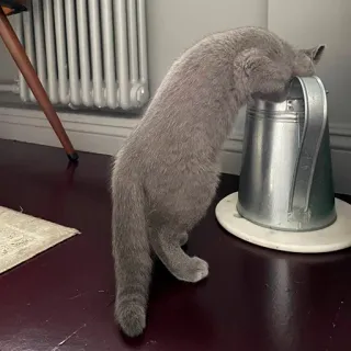 🥵 kucing, kucing abu-abu, hewan peliharaan, binatang, anak kucing, hewan peliharaan, memanjat telegram sticker
