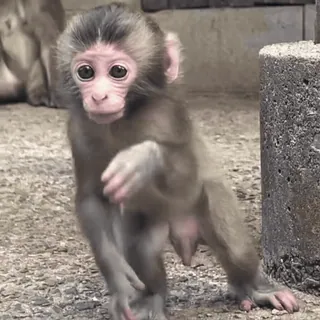 🙂 macaco, macaco bebê, animal, vida selvagem, primata, zoo telegram sticker