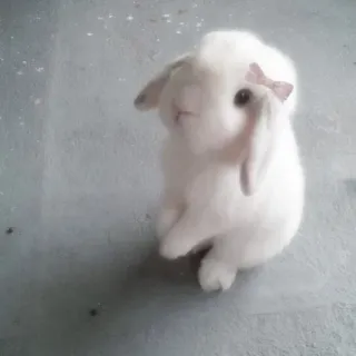 🌟 rabbit, bunny, animal, cute, white, domestic animal whatsapp sticker