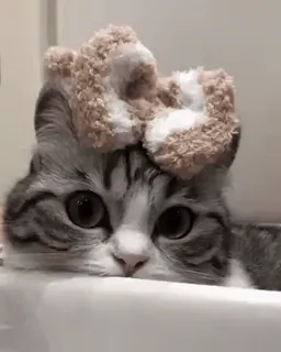 ♣️ gato, gatinho, animal, animal de estimação, fofo, animal doméstico, laço telegram sticker