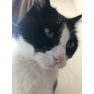 🙂 gato, animal, animal de estimação, gato smoking, animal doméstico whatsapp sticker