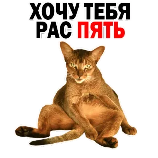 😍 ХОЧУ ТЕБЯ РАС ПЯТЬ gato, russo, engraçado, meme, quero, de novo, expressão whatsapp sticker