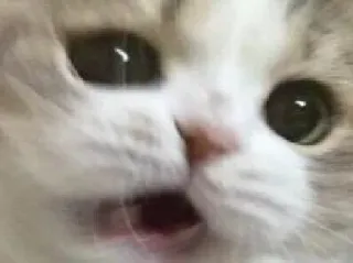 😧 cat, meme, animal, pet, funny, cute telegram sticker
