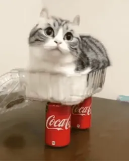 🐱 gatto, animale domestico, gattino, Coca Cola, umorismo, carino, animale telegram sticker