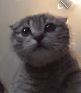 ❤️ 猫, 子猫, ペット, 動物, かわいい, イエネコ, 哺乳類 telegram sticker