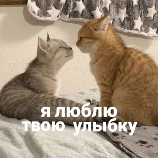🥰 Я люблю твою улыбку gatos, gatinhos, amor, sorriso, animais, fofo telegram sticker