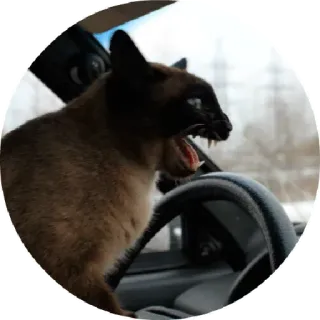 🚘 chat, conduite, en colère, animal, félin telegram sticker