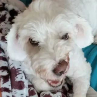 👹 cão, cão branco, animal de estimação, fofo, animal, filhote telegram sticker