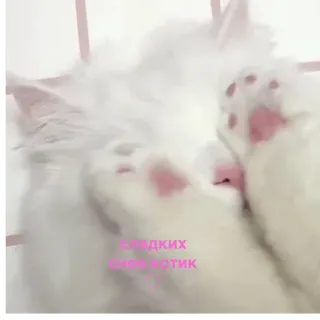 💕 сладких снов котик kucing, anak kucing, mengantuk, imut, hewan peliharaan, binatang, mimpi indah whatsapp sticker