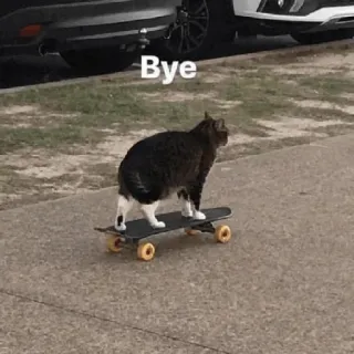 🐈 Bye gatto, skateboard, animale, divertente, meme, ciao whatsapp sticker