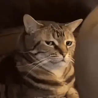 😞 cat, animal, pet, domestic cat, feline, mammal, tabby cat whatsapp sticker