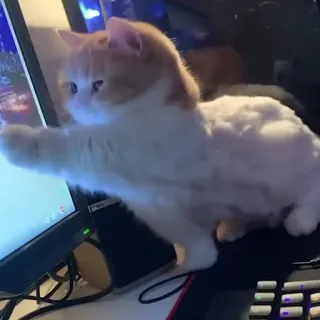👀 고양이, 컴퓨터, 새끼 고양이, 귀여운, 동물, 애완 동물 telegram sticker