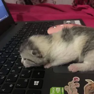 😓 kotek, kot, laptop, zwierzę, słodki, zwierzak, mały, noworodek telegram sticker
