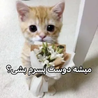 🥺 میشه دوست پسرم بشی؟ gattino, gatto, fiori, carino, animale domestico, animale, amore telegram sticker