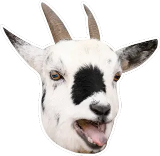 😛 goat, animal, farm, white, head telegram sticker