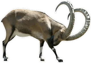 😤 animal, goat, ram, ibex, horns, wildlife telegram sticker