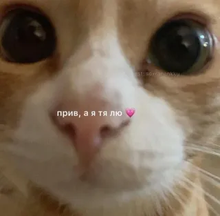 💕 прив, а я тя лю ❤ 고양이, 사랑, 귀여운, 하트, 인사 telegram sticker