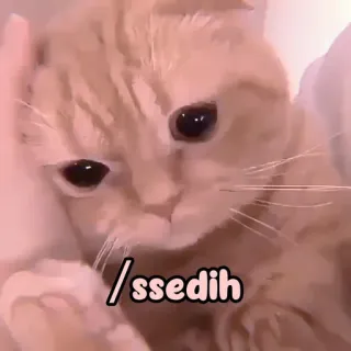 🐈 /ssedih cat, cute, pet, meme, animal, adorable whatsapp sticker