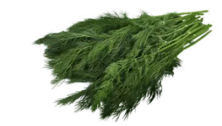 🍗 eneldo, hierba, cocina, ingrediente, comida, verdura, planta telegram sticker