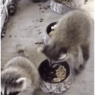 🦝 енот, животные, ест, на улице, еда telegram sticker
