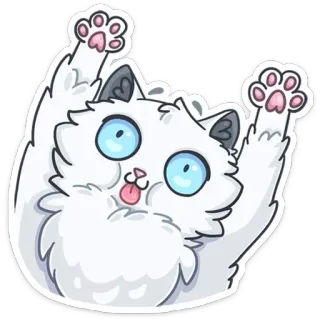 😱 cat, cute, animal, sticker, white, blue eyes, funny, playful telegram sticker