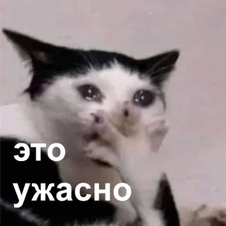 😭 это ужасно kot, smutny, płacz, mem, rosyjski, tekst, naklejka telegram sticker