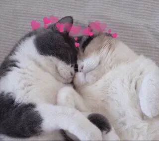 ⚡️ gato, gatos, corazones, amor, cariño, mascota, animales telegram sticker