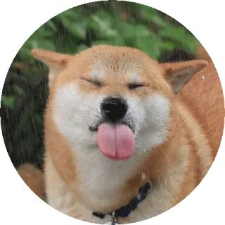 😝 개, 시바견, 혀, 동물, 귀여운, 스티커 telegram sticker