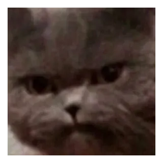 😒 gatto, animale, meme, divertente, carino telegram sticker