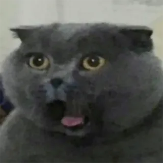 😦 gatto, scioccato, sorpreso, animale, meme, divertente, animale domestico telegram sticker