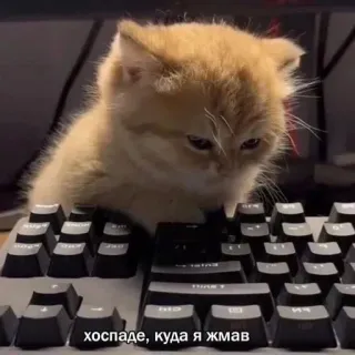 😒 хоспаде, куда я жмав Katze, Tastatur, Meme, Lustig, Tier, Schreiben telegram sticker