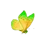 🦋