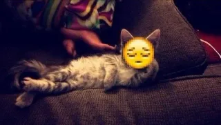 🎀 cat, kitten, sleepy, emoji, pet, couch whatsapp sticker