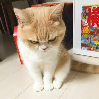 😡 gatto, animale, animale domestico, scontroso, gatto domestico telegram sticker