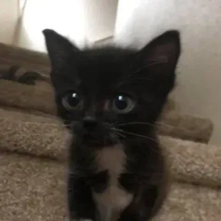 😂 子猫, 猫, 白黒, かわいい, ペット, 動物, 家畜 whatsapp sticker