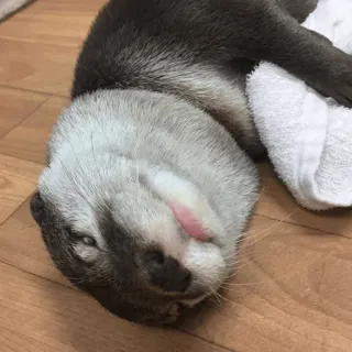 😋 loutre, animal, mammifère, mignon, dormir, faune telegram sticker
