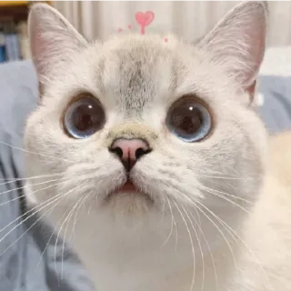 😁 Katze, süß, Tier, Haustier, Kätzchen, entzückend, Augen telegram sticker