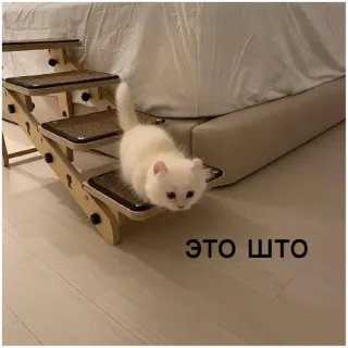 🤔 ЭТО ШТО cat, stairs, white cat, pet, animal, kitten, cute telegram sticker
