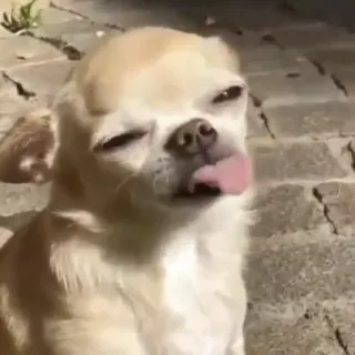 😖 Hund, Chihuahua, Tier, Haustier, Zunge, lustig whatsapp sticker