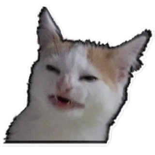 😼 chat, mème, animal, animal de compagnie, drôle, expression, dégoût, autocollant telegram sticker