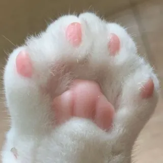 🐾 고양이, 발, 귀여운, 젤리발바닥, 흰색, 동물 telegram sticker
