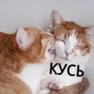 😘 КУСЬ gatti, mordere, carino, animali, animale domestico whatsapp sticker